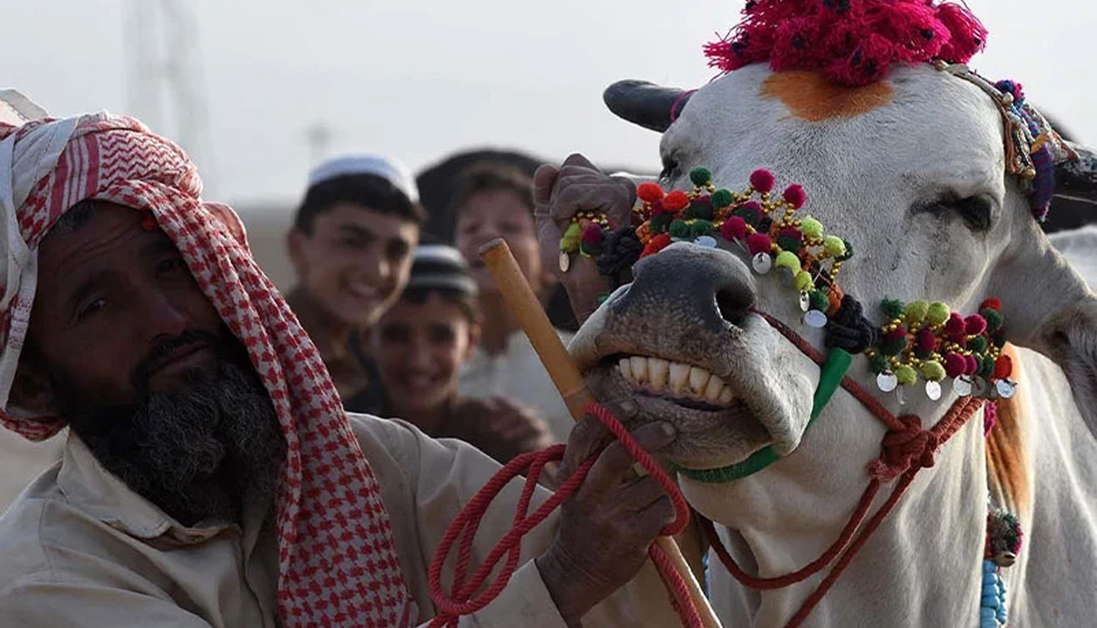 The Importance of Teeth in Animal Sacrifice for Eid ul-Adha – Daily ...