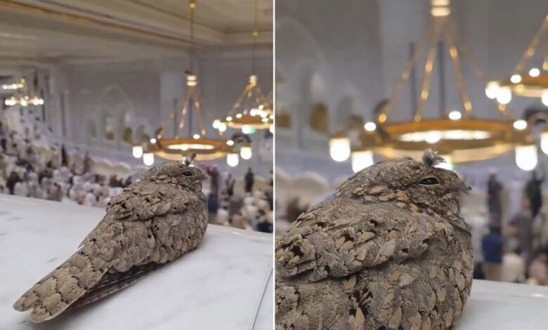 Chief Feather Pattern Rare Bird at Masjid al-Haram Amazes Visitors, Experts Identify It as ...